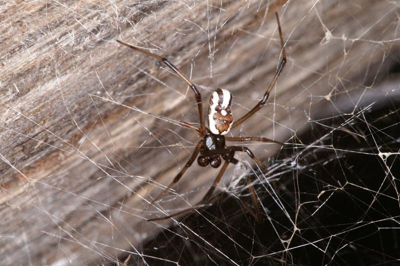 Latrodectus_hasselti_D3642_Z_90_Hamelin pool_Australie.jpg